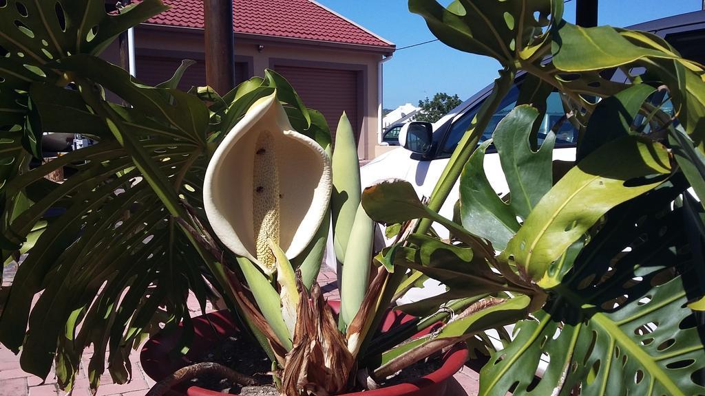 Anchorage Guest House Plettenberg Bay Exteriér fotografie